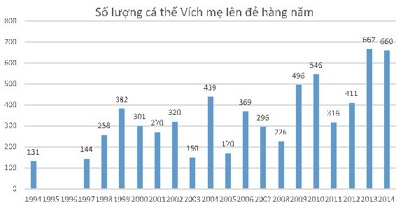 Hình 1: Số lượng Vích mẹ lên sinh sản giai đoạn 1994-2014