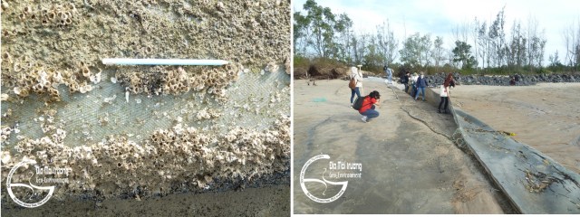 Hình 11. Hà biển bám dầy đặc trên S (trái), sóng biển phá hủy S (phải)