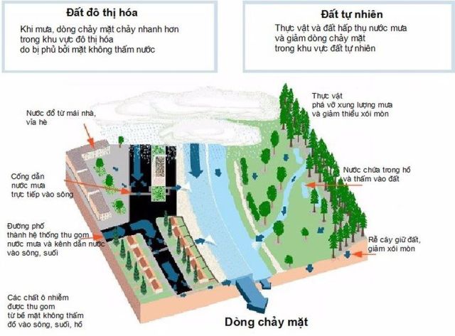 Hình 1. Minh họa bề mặt không thấm và các hệ thống thoát nước đô thị làm tăng dòng chảy mặt đến sông ngòi. Khối lượng lớn, tốc độ và thời gian dòng chảy sẽ gia tăng xói mòn và vận chuyển trầm tích từ cảnh quan và bờ sông sẽ gây tắc nghẽn kênh sông và thiệt hại môi trường sống [7].