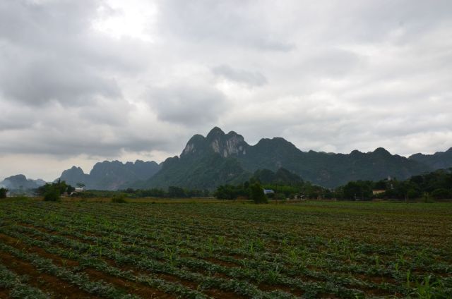 Bãi bồi trên đường từ xóm Chéo Vòng vào xóm Tay Ngai vẫn trồng rau lang và ngô như ngày xưa