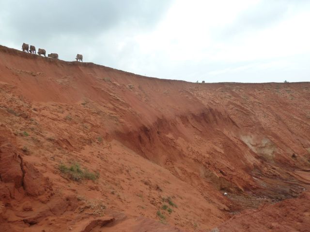 Đàn bò gặm cỏ cạnh vách xói sâu 60 m