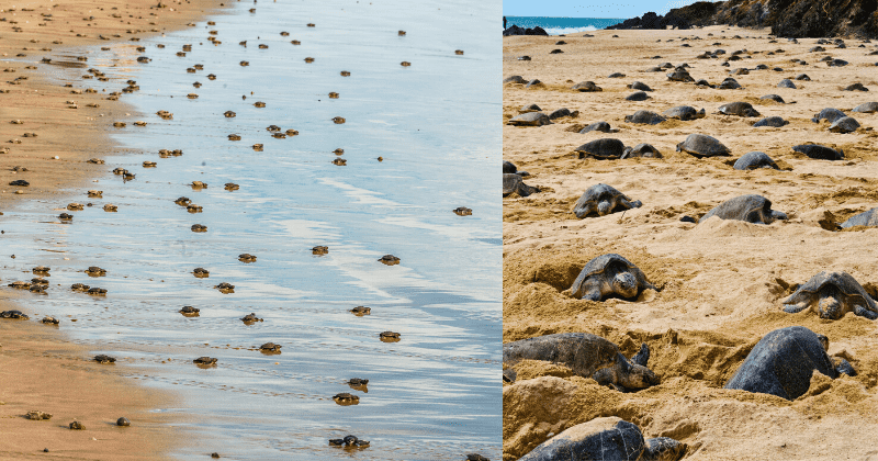 a567bc10-740c-11ea-8267-633b31ba81b6_800_420